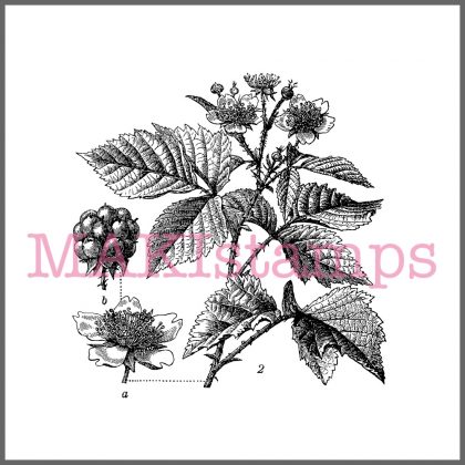 fruit rubber stamp blackberry