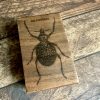 Special offer: Beautiful large beetle stamp mounted on walnut wood (300000-36)