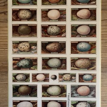 sticker vintage birds eggs MAKIstamps