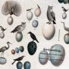 DIN A 4 Sticker Bogen Vintage Vögel und Eier Collage (000005) – Bild 2
