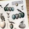 DIN A 4 Sticker Bogen Vintage Vögel und Eier Collage (000005) – Bild 3