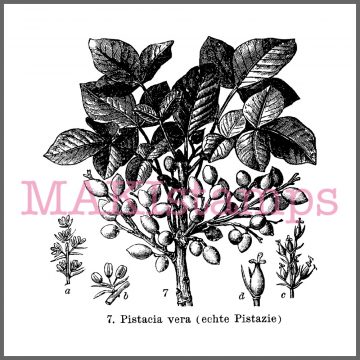pistachio stamp plant