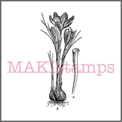 flower rubber stamp crocus saffron