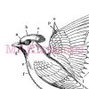 BIRD stamp MAKIstamps