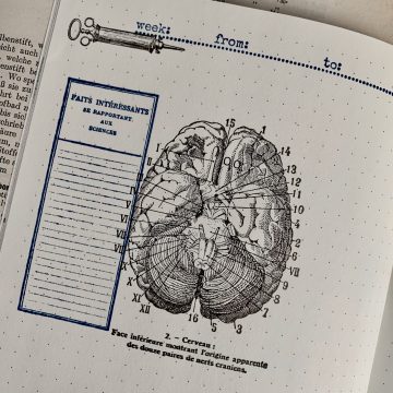 anatomy stamp MAKIstamps