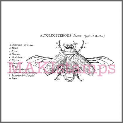 coleopterous rubber stamp