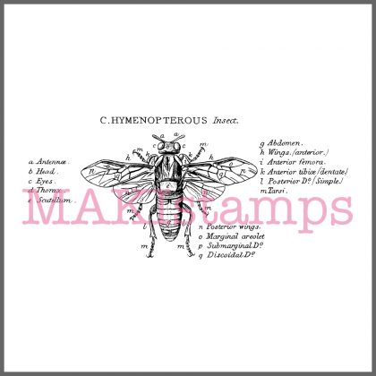 scientific insect rubber stamp