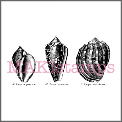 rubber stamp conches