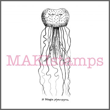 jellyfish rubber stamp squid