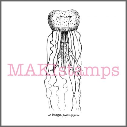 jellyfish rubber stamp squid