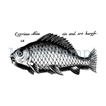 rubber stamp carp MAKIstamps