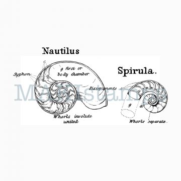 Scientific Nautilus rubber stamp from vintage encyclopedia (170514)