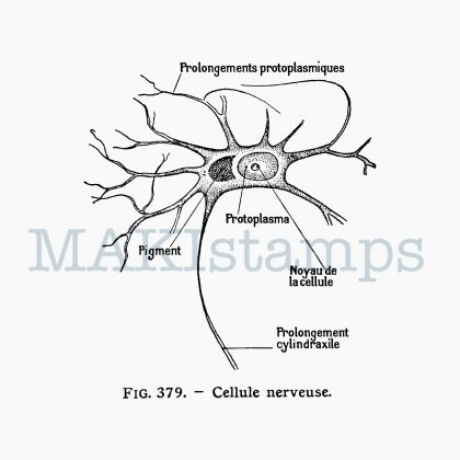 nerve cell rubber stamp