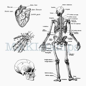 Skeleton stamp set