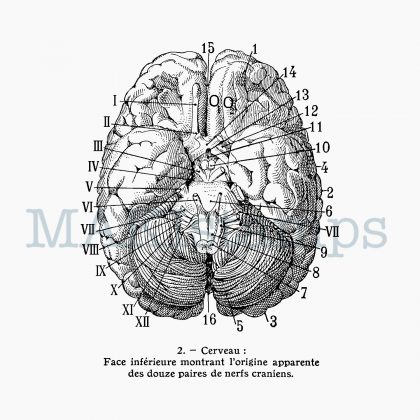 Rubber stamp human brain