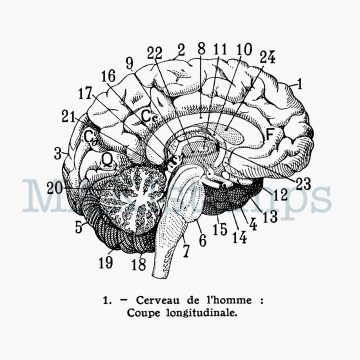 Brain rubber stamp MAKIstamps