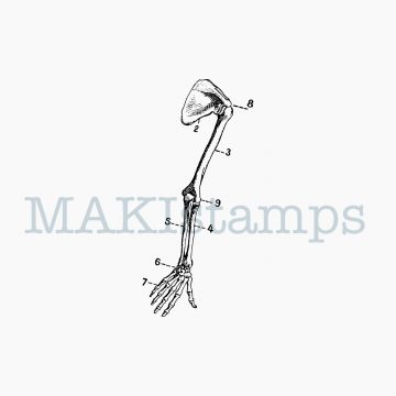 Skelett Stempel Knochenarm MAKIstamps