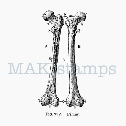 Stempel Knochen Motivstempel MAKIstamps