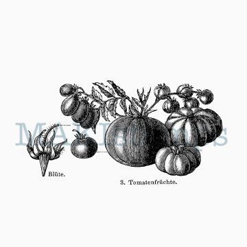 rubber stamp tomato MAKIstamps