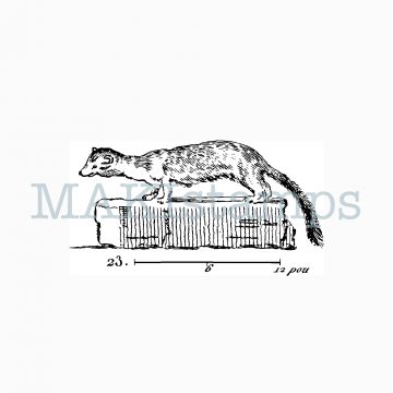 rubber stamp ferret MAKIstamps