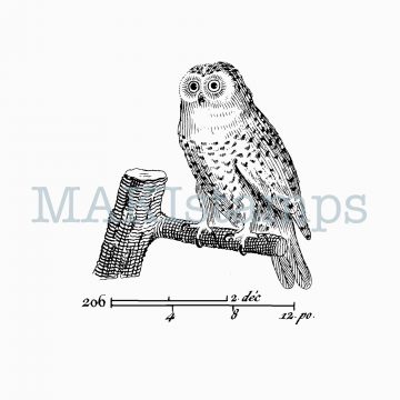 rubber stamp barn owl MAKIstamps