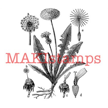 Botanical rubber stamp dandelion