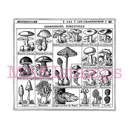 Mushroom chart encyclopedia MAKIstamps