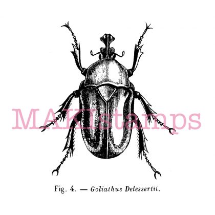 beetle rubber stamp