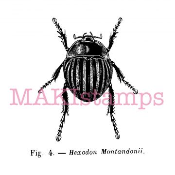insect stamp beetle