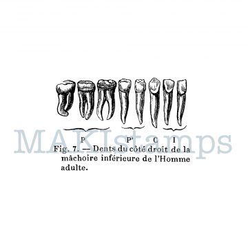 encyclopedia rubber stamp teeth 