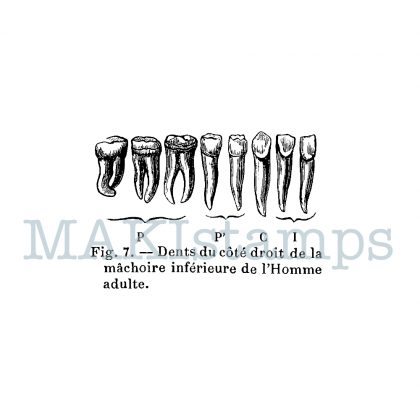encyclopedia rubber stamp teeth