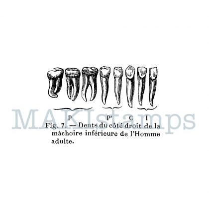 rubber art stamp teeth