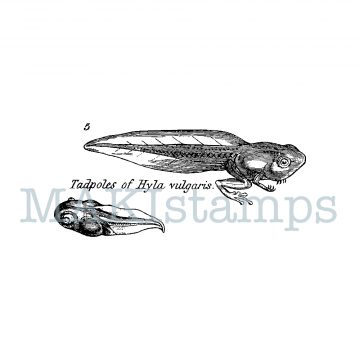 tadpoles rubber stamp MAKIstamps