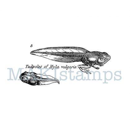 Tadpoles science rubber stamp educational