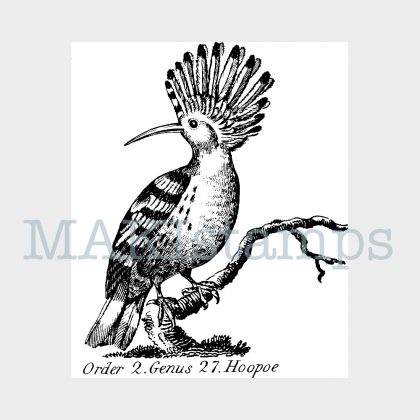 rubber stamp Hoopoe