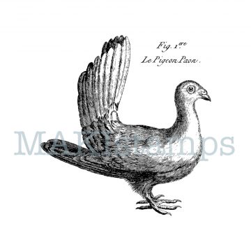 rubber art stamp pigeon MAKIstamps