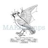 rubber stamp bird science stamp MAKIstamps