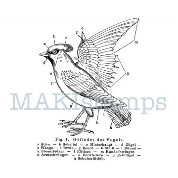 Vogelstempel Schulbuch Darstellung MAKIstamps
