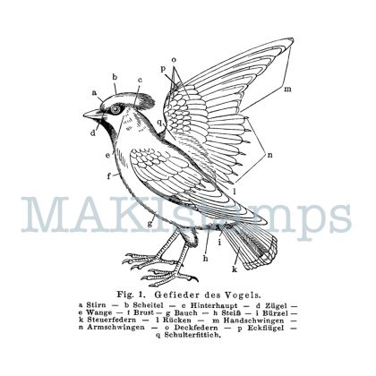 Vogelstempel Schulbuch Darstellung MAKIstamps