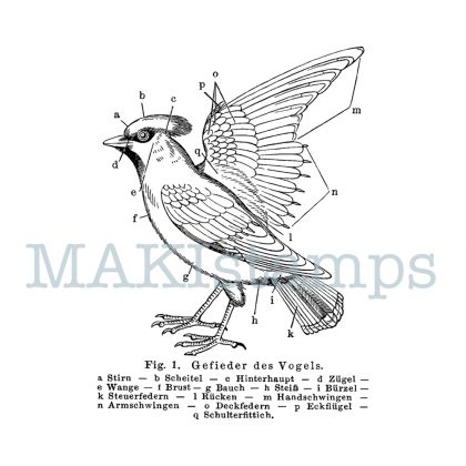 rubber stamp bird science stamp MAKIstamps