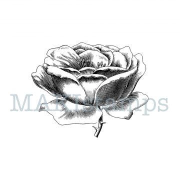 Rubber stamp rose