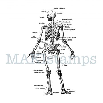 anatomical stamp medecine human skeleton MAKIstamps