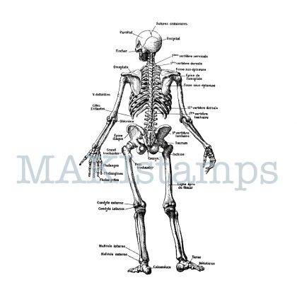 anatomical stamp medecine human skeleton MAKIstamps