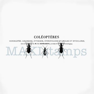 Beetles and text rubber stamp MAKIstamps