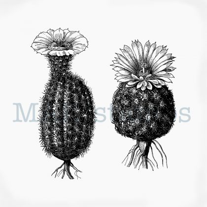 Cactus stamp MAKIstamps