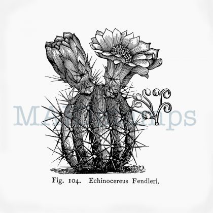 Blossoming cactus rubber stamp MAKIstamps