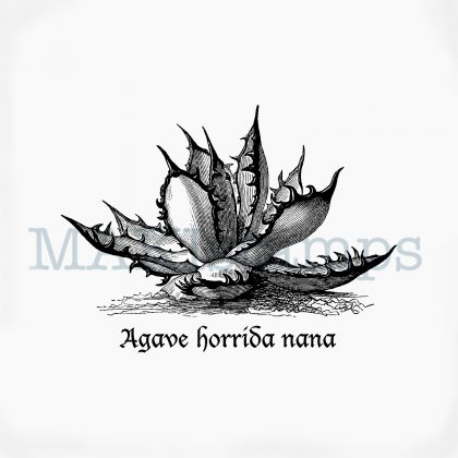 Halloween Stempel Agave Horrida MAKIstamps